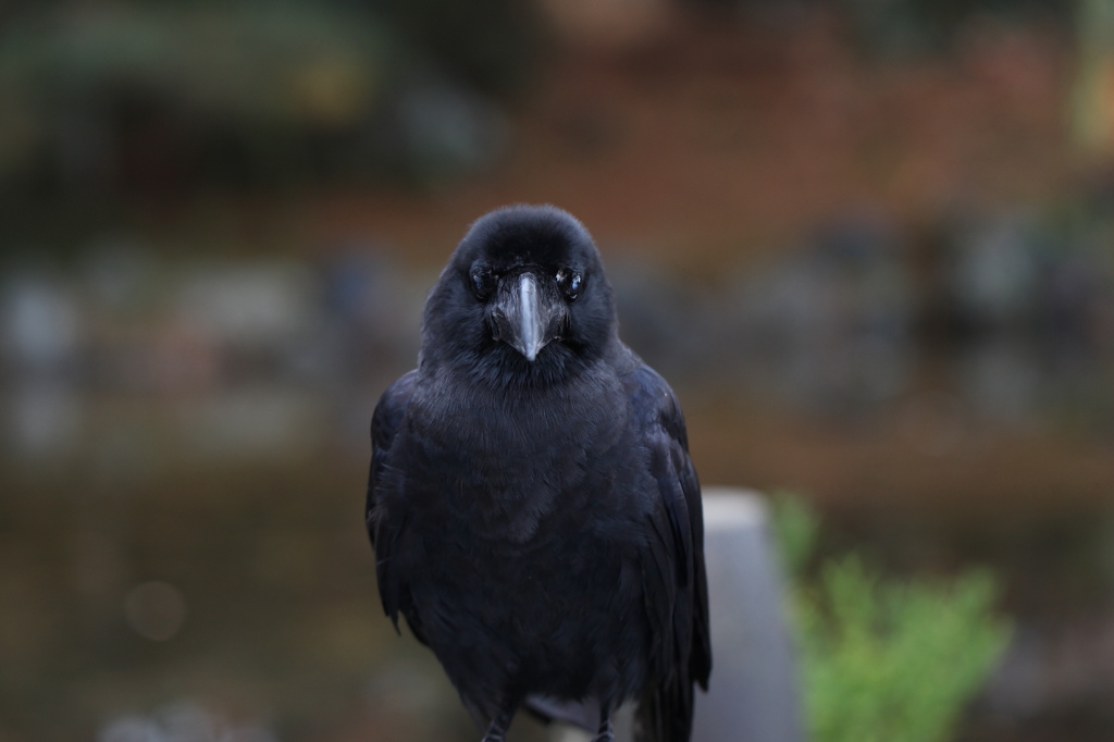 目線の先はカメラ（カラス）