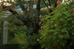 IMG_6604