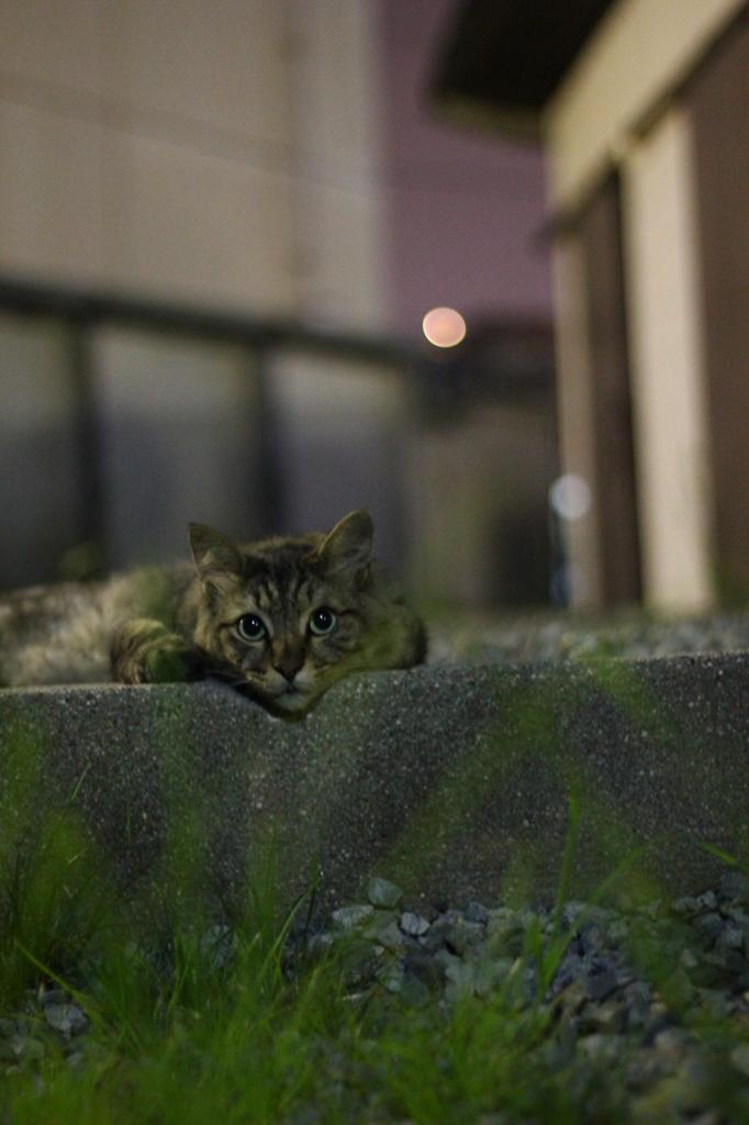 近所の野良デブ猫