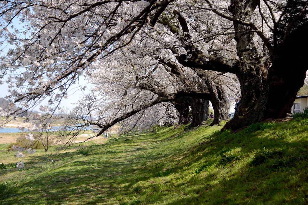 白石川堤一目千本桜