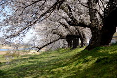 白石川堤一目千本桜