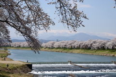 白石川堤一目千本桜