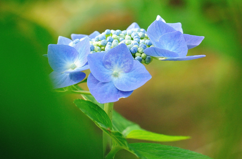 紫陽花