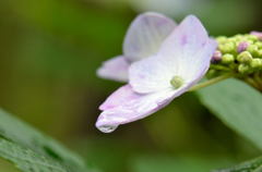 紫陽花