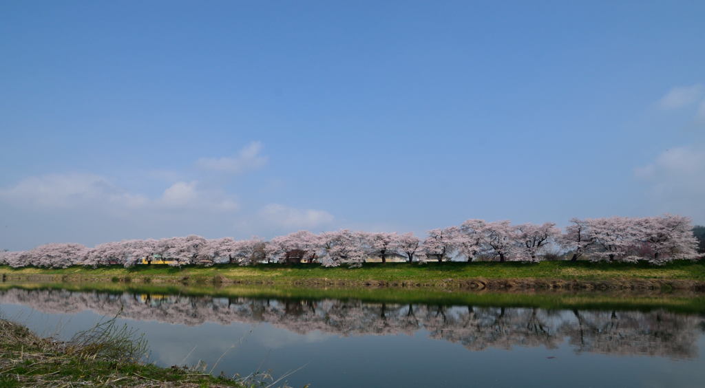 白石川堤一目千本桜