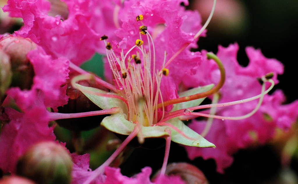 サルスベリ（猿滑り）