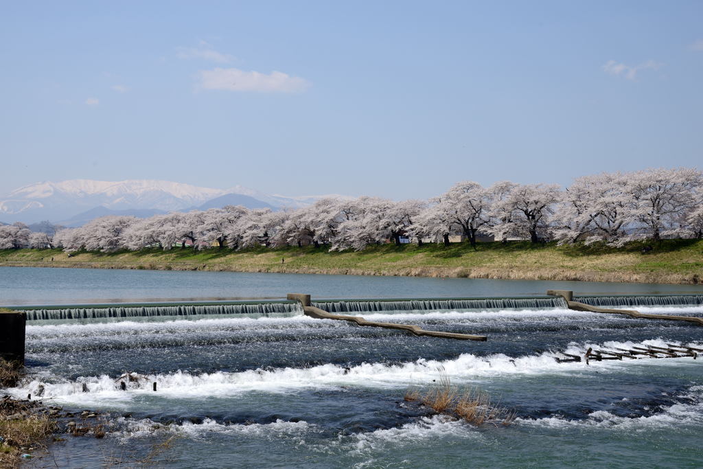 白石川堤一目千本桜