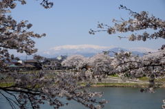 白石川堤一目千本桜