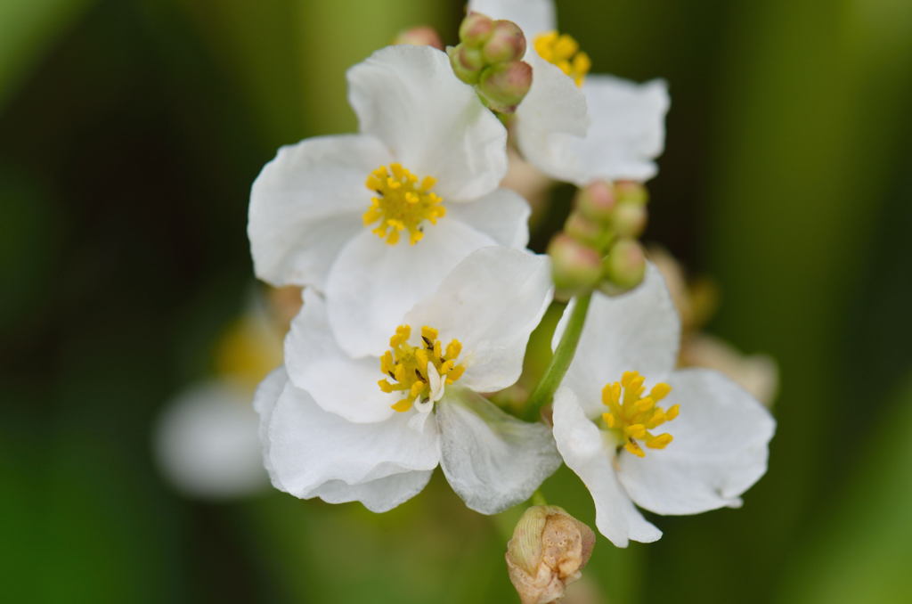 オモダカ（面高）