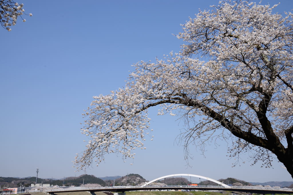 白石川堤一目千本桜