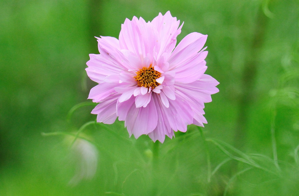 コスモス（秋桜）