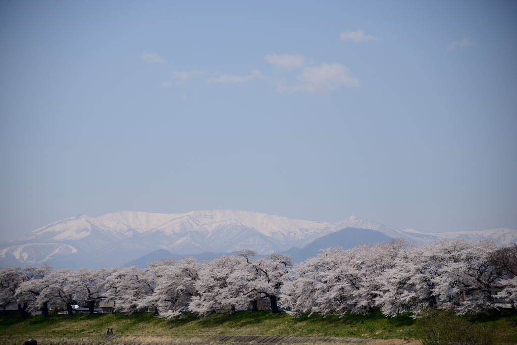 白石川堤一目千本桜