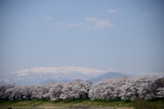 白石川堤一目千本桜