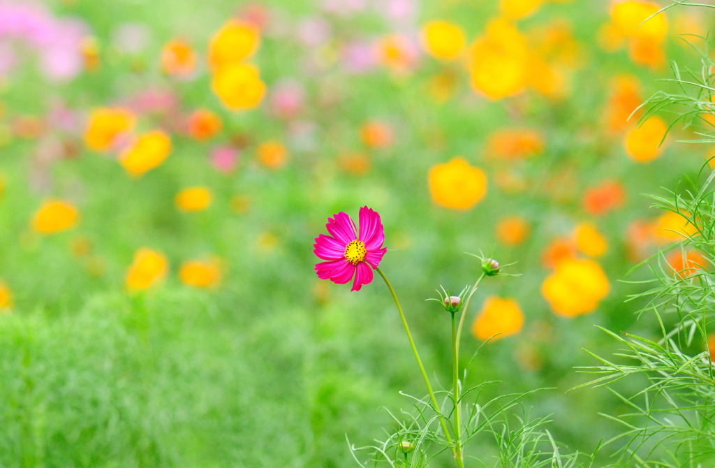 コスモス（秋桜）