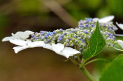 紫陽花