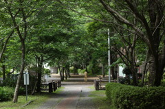 5月の桜並木