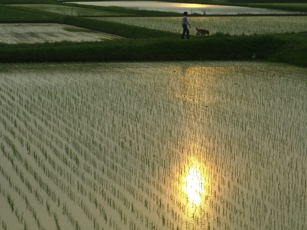 夕日に染まる