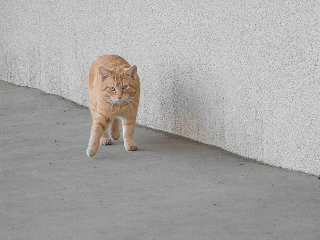 だるまさんがころんだ２