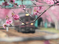 鉄道の春