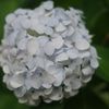 White Ball