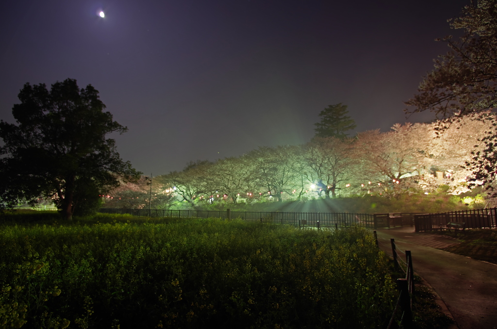 夜霧の夜桜