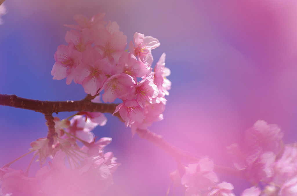 青空と桜色