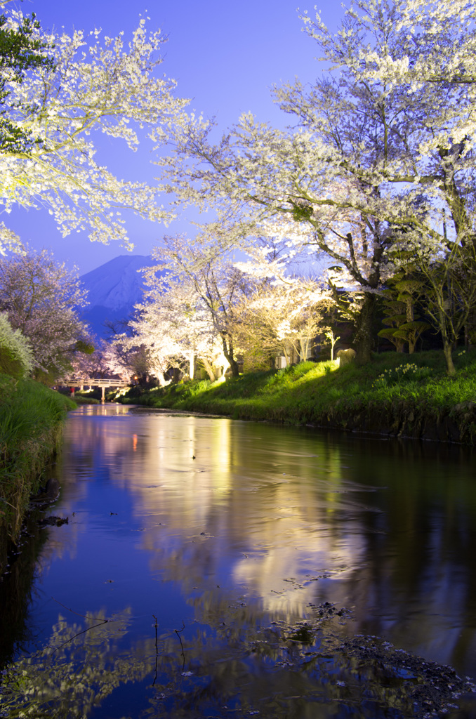 夜桜と夕暮れ富士