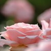 IMGP6592