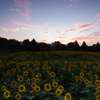 夕焼ひまわり