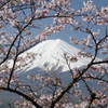 桜の花飾り