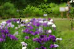 紅葉と花菖蒲