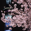 夜桜