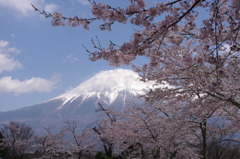 富士山と桜