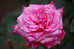 IMGP4292