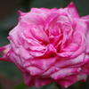 IMGP4292