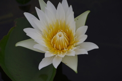 IMGP4412
