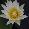 IMGP4412
