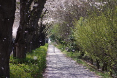 桜降る路
