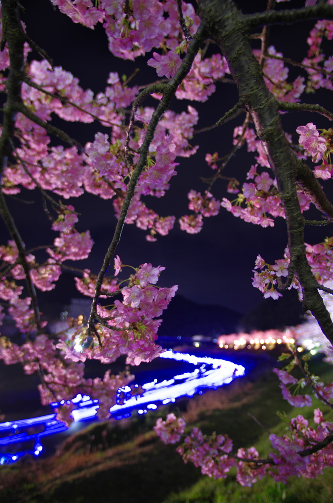 夜桜☆流れ星