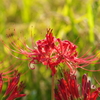 曼珠沙華