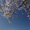 桜と富士