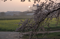 夜明けの桜