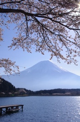 富士山と満開の桜