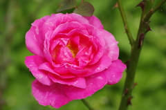 IMGP4055