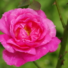 IMGP4055