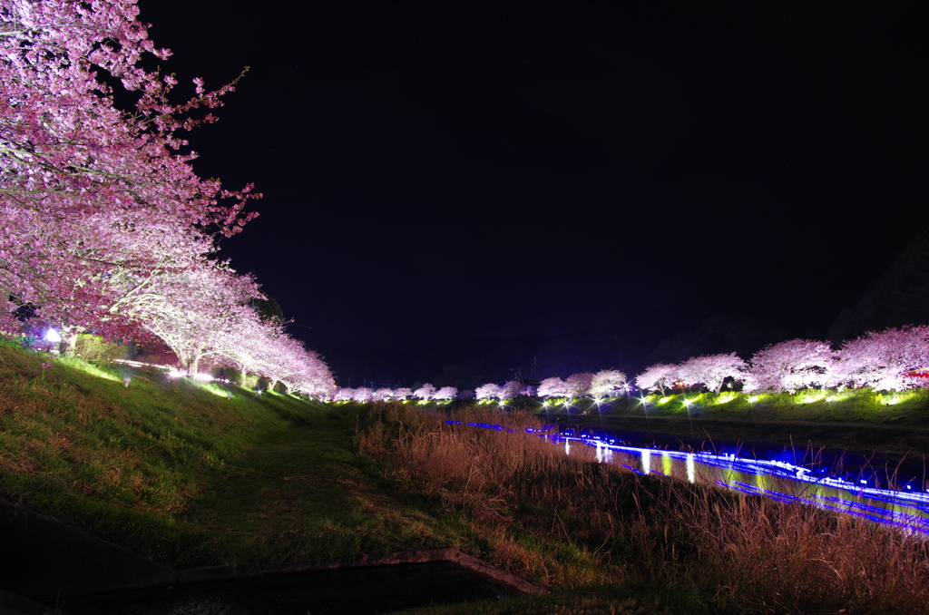 伊豆の夜桜