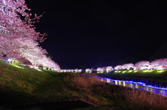 伊豆の夜桜