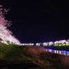 伊豆の夜桜
