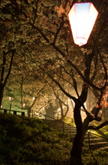 夜桜見物