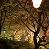 夜桜見物